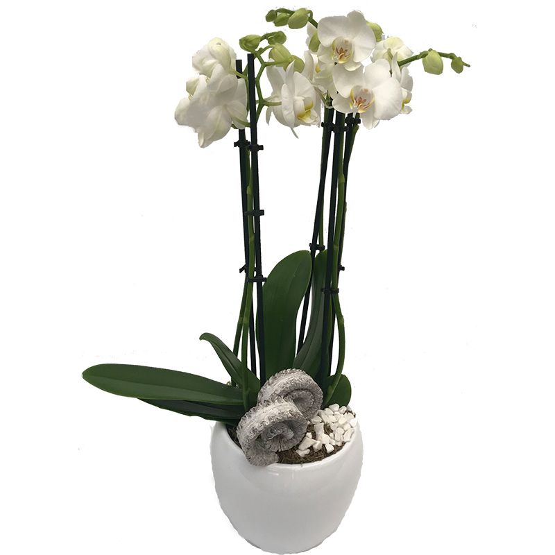 Witte Phalaenopsis Orchidee in pot Kalders Bloemen